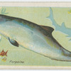 Porpoise (Phocœna communis).