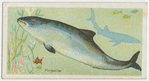 Porpoise (Phocœna communis).