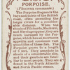 Porpoise (Phocœna communis).