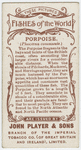 Porpoise (Phocœna communis).
