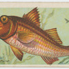 Red mullet (Mullus barbatus).