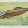Remora (Echeneis remora).