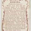 Remora (Echeneis remora).