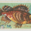 Sea scorpion (Cottus scorpius).
