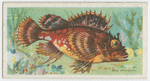 Sea scorpion (Cottus scorpius).