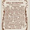Sea scorpion (Cottus scorpius).