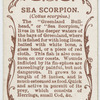 Sea scorpion (Cottus scorpius).