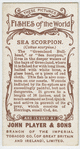 Sea scorpion (Cottus scorpius).