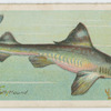 Smooth hound (Mustelus vulgaris).