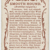 Smooth hound (Mustelus vulgaris).