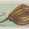 Sting-ray (Trygon pastinaca).