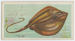 Sting-ray (Trygon pastinaca).