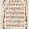 Sting-ray (Trygon pastinaca).
