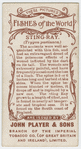 Sting-ray (Trygon pastinaca).