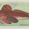Streaked-gurnard (Trigla lineata).