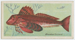 Streaked-gurnard (Trigla lineata).