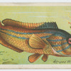 Striped wrasse (Labrus mixtus).