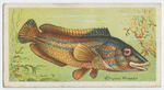 Striped wrasse (Labrus mixtus).