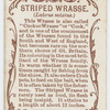 Striped wrasse (Labrus mixtus).