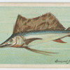 Sword-fish (Histiophorus pulchellus).