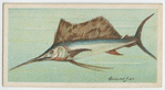 Sword-fish (Histiophorus pulchellus).
