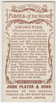 Sword-fish (Histiophorus pulchellus).