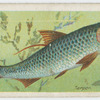 Tarpon (Megalops thrissoides).