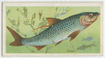 Tarpon (Megalops thrissoides).