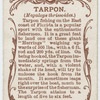 Tarpon (Megalops thrissoides).