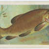 Tench (Tinca tinca).