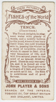 Tench (Tinca tinca).