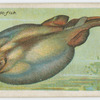 Torpedo fish (Torpedo nobiliana).