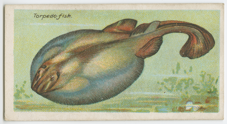 Torpedo fish (Torpedo nobiliana). - NYPL Digital Collections