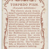 Torpedo fish (Torpedo nobiliana).