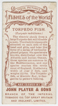 Torpedo fish (Torpedo nobiliana).