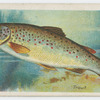 Trout (Salmo fario).