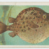 Trunk-fish (Avacana lenticularis).