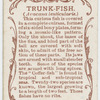 Trunk-fish (Avacana lenticularis).
