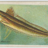 Weever (Trachinus draco).