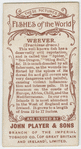Weever (Trachinus draco).