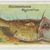Angler-fish (Lophius piscatorius).