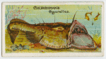 Angler-fish (Lophius piscatorius).