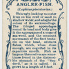 Angler-fish (Lophius piscatorius).