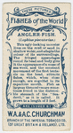 Angler-fish (Lophius piscatorius).