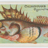 Armed-gurnard (Centropogon robustus).