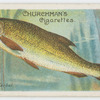 Barbel (Barbus vulgaris).