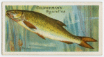 Barbel (Barbus vulgaris).