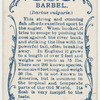 Barbel (Barbus vulgaris).