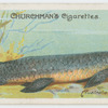 The barramunda (Ceratodus).