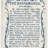 The barramunda (Ceratodus).